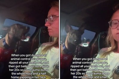 Woman Fosters DogâHe Does a 'Trauma Dump' at Her for the Hour Car Ride Home