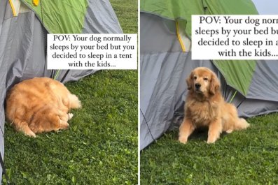 Mom Camping With Kids Can't Cope With Where She Finds Golden Retriever