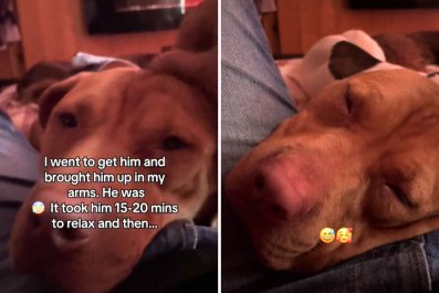 Foster Dog Too Scared To Jump on Bed Finally Learns Comfort: "Safe Space"