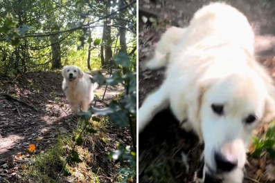 Golden Retriever Panicking After Losing Sight of Owner on Hike Melts Hearts