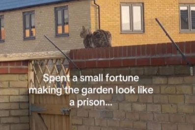 Owner Turns Backyard Into 'Prison' to Stop Cat EscapingâBackfires Miserably