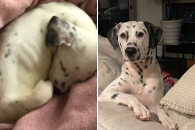 Woman Buys Dalmatian Puppy off Craigslist, Ends Up With $10K in Vet Bills