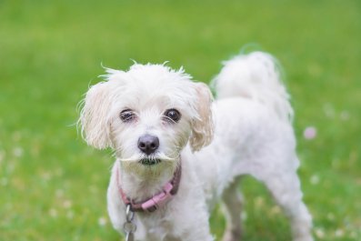 Hysterics Over Mustache Dog Looking Like a 'Liberal Arts School' Graduate