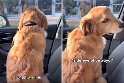 Golden Retriever 'Upset' With Owner After She Buys Coffee Without Pup Cup