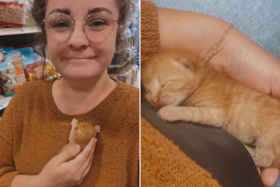 Newborn Kitten Saved From Certain Death On Interstate By Woman Driving Home