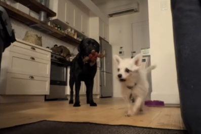 Watch Moment Senior Dog Finally Trusts Foster Carer Enough to Play