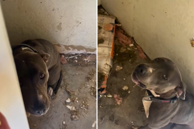 Moment Dog Rescued After Family Locked Her In Tiny Room Then Moved Away