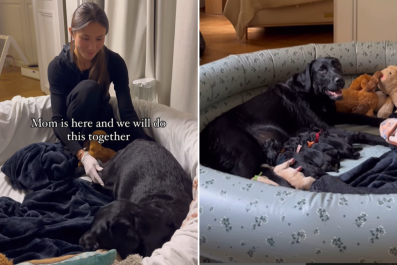 Watch As Labrador Mom Delivers 9 Puppies With Owner's Help: 'Beautiful'