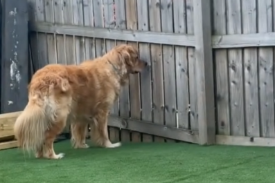 Golden Retriever Can Smell BBQ, Instantly Turns Into a 'Nosy Neighbor'