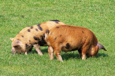 Hearts Melt As Pigs Enjoy Wheelbarrow Ride on Route to Their New Home