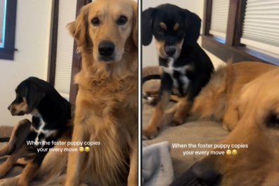 Foster Pup Learning to Be a 'Good Boy' Copies Golden Retriever's Every Move