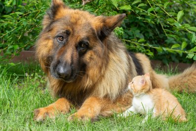 Hysterics As German Shepherd Meets New Kitten but It Doesn't Go As Planned