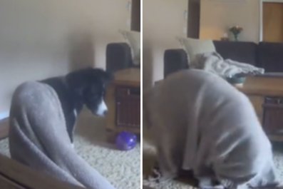 Student Checks Pet Cam in Class, Never Expects What She Sees Dog Doing