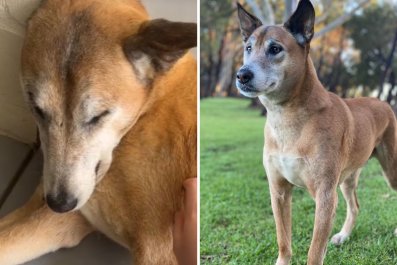 Shelter Dog Repeatedly SurrenderedâThen DNA Test Reveals the Shocking Truth