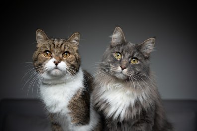 Hysterics As Cats Queue To Get on Mom's Lapâ'Estimated Wait Time 30-60 Min'