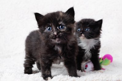 Woman Adopts Kitten, Then Goes Back to Get Sister: 'Just Belong Together'