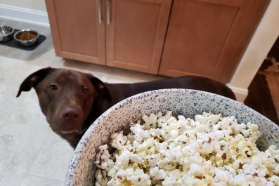 Viral Moment Labrador Delivers Popcorn Packet to Owner, but It's a 'Scam'