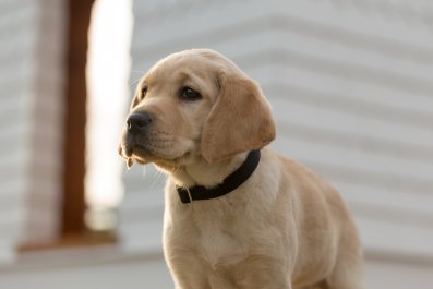 Puppy Trying To Sneak into Owner's Room Melts Hearts: 'She's Just a Baby'