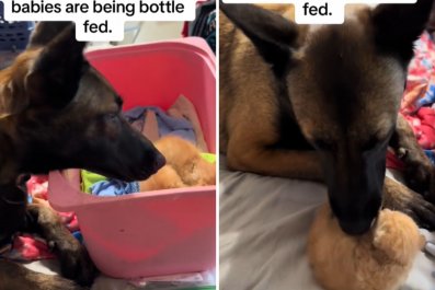 Belgian Malinois Adopts Litter of Tiny Foster Kittensâ'Mothering Instincts'