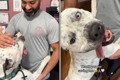 The Moment Dog in Shelter for Three Months Thanks Owner for Saving Him