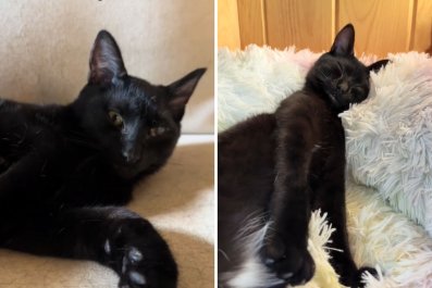 Listen to the Sound Deaf Cat Makes Every Time He Wakes Up: 'Cutest Noises'