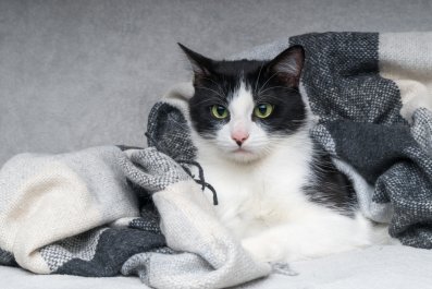 Cat 'Offended' by Stray Being in Her Home During Hurricane Delights Viewers