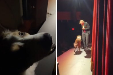 Border Collie Makes Stage Debut to Audience's Delight â'Proud of Himself'