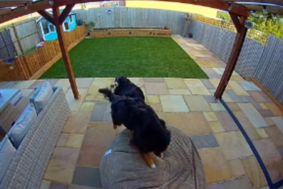 Bernese Mountain Dog Jumps on BeanbagâNo One Prepared for What Happens Next