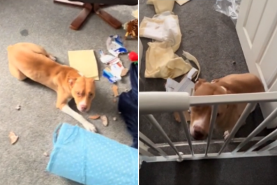 'Houdini' Foster Dog Escapes Crate to Trash Home, Owner Does the Unexpected