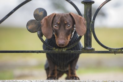 Dachshund Guarding the Gate To Stop Owners Leaving Breaks Hearts