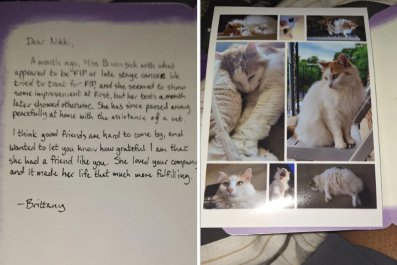 Woman Befriends Local Cat Who Vanishes, Then She Gets a Note: 'Still Hurts'