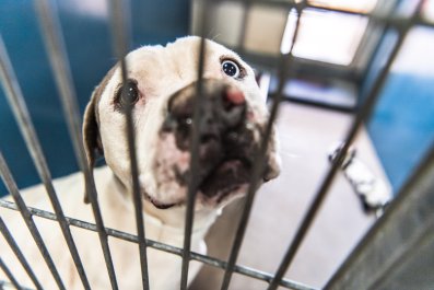 Tears As Shelter Puppy Whose 'Life Was Going To End' Adapts to New Life