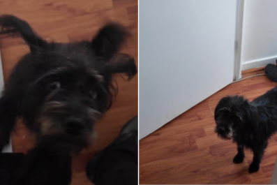 Watch What Dog Does Every Time Owner Tries To Leave: 'Attachment Issues'