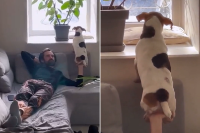 Laughter at How Jack Russell Manipulates Owner to Look Outside: 'Teamwork'