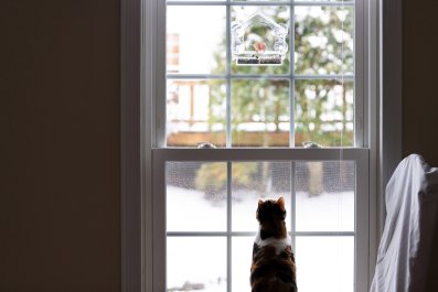 Disbelief as Cat in Window Waves Back at Passerby: 'You've Been Chosen'