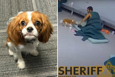 Jail's Comfort Dog 'Viciously' Attacked While Greeting Inmates