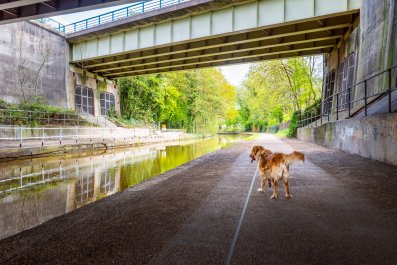 Dog Tries to Chase Some Ducks, Quickly Regrets It: 'Father Help'