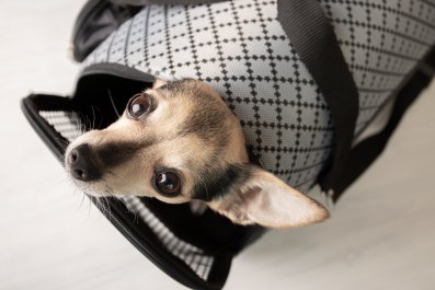 What's Popping Out of Woman's Bag Leaves Internet in Stitches: 'Totebagdog'