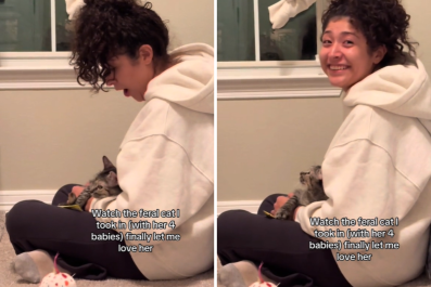 Woman Shares the Exact Moment She 'Won the Heart' of a Feral Cat