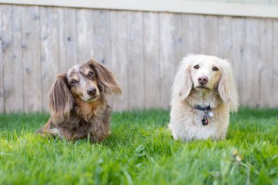 Cheese Test Shows Off Difference Between Two Dachshunds: 'No Crumbs'