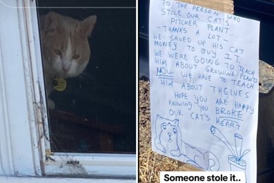 Cat Devastated After His Favorite Plant Gets Stolen