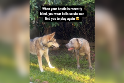 Blind Dog's 'Pure Happiness' As Husky Friend Adapts so They Can Still Play