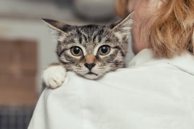 Internet in Stitches at Rescue Cat's Reaction To Being Kissed: 'First Time'