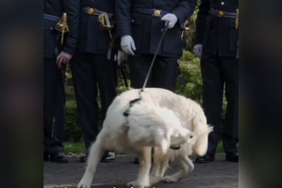 Dog Lets Bride and Groom Know He's 'Bored' of Posing for Photos at Wedding