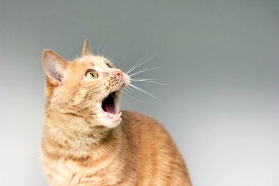 Hysterics as Cat Tries To Scare Sister, but Has Zero Sense of Timing