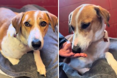 Tears As Camera Captures Dog's 'Confused' Face on First Day in Shelter