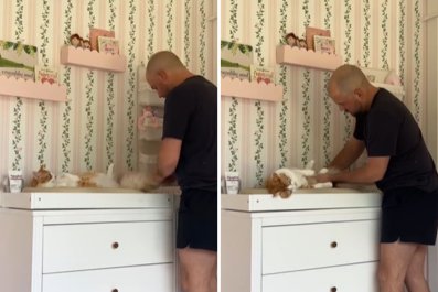 Watch As Jealous Cat 'Insists' on Getting His Diaper Changed Too