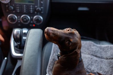 Dachshund Desperately Struggling To Stay Awake Delights: 'FOMO'