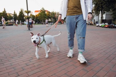 Dog's Reaction After Owner Surprises Them During Walk Melts Hearts