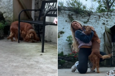 Woman Surprising Rescue Dog After 6 Week Trip Gets Unexpected Response